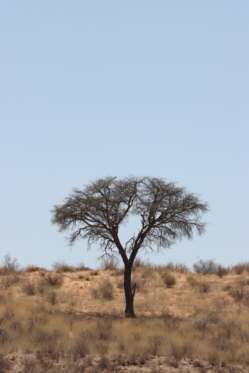 Tree in Kgalagadi